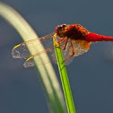 Anisoptera - Egyenlőtlen szárnyú szitakötő