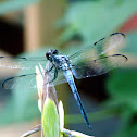 Great Blue Skimmer