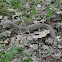 Eastern Hognose Snake