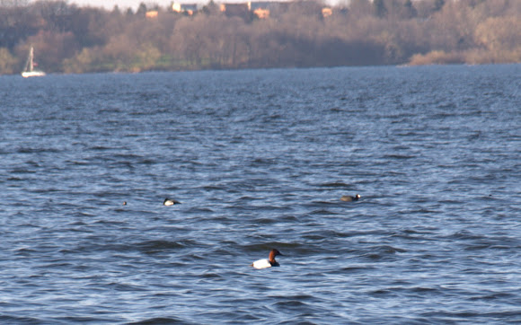 Spotting Image 1