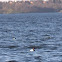 Canvasback