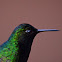 Black-bellied Hummingbird