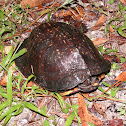Gulf Coast Box Turtle