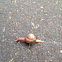 Snail