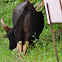 Indian Bison