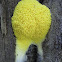 Dog Vomit Slime Mould
