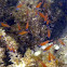 Ringtailed Cardinalfish