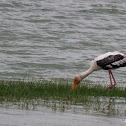 Painted Stork