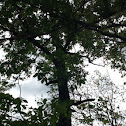 Pignut hickory