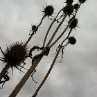 Fuller's Teasel