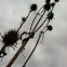 Fuller's Teasel