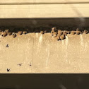 Cliff Swallow