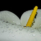 Calla lily,Jarro