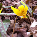 Trout lily