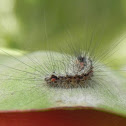 Clouded Footman