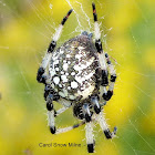 Shamrock Orb Weaver Spider