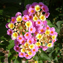 Lantana camara