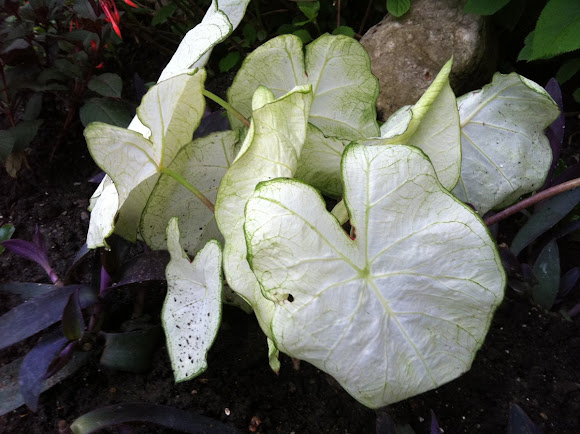 Spotting Image 1
