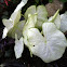 Moonlight Caladium