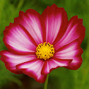 Cosmos
