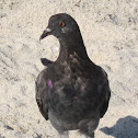 Rock dove
