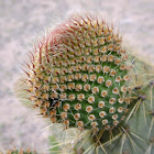 Prickly pear
