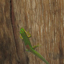 Day gecko