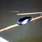 Large Whirligig Beetle