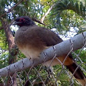 White-bellied Chachalaca