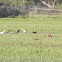 Little Blue Heron - juveniles