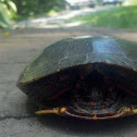 Painted Turtle