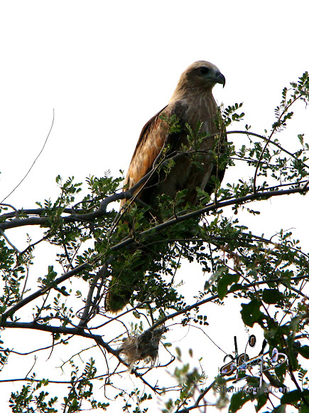 Spotting Image 1