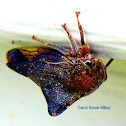 Smiliine Treehopper