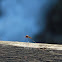 Mosquito