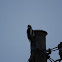 Great Spotted Woodpecker