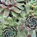 Hens and chicks