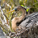 Anhinga
