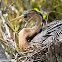 Anhinga