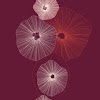 Anenome