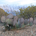 Purple prickly pear