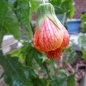 flowering maple
