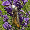 Crab Spider