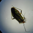 Four-lined Plant Bug