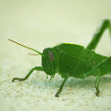 Grasshopper (Cavalletta)