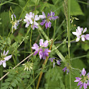Crown Vetch, Bunte Kronwicke