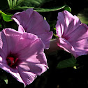 Ipomoea purpurea