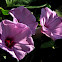 Ipomoea purpurea