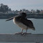 California Brown Pelican