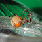 Brown widow spider