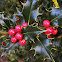 European holly